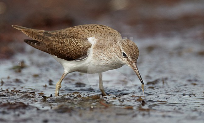 Foeragerende Oeverloper; Foraging Common Sandpiper stock-image by Agami/Markus Varesvuo,