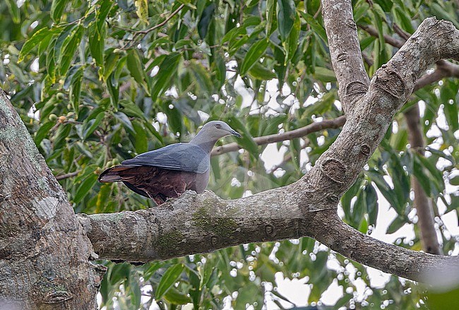 Chestnut-bellied Imperial-pigeon, Ducula brenchleyi, on the Solomon Islands. stock-image by Agami/Pete Morris,