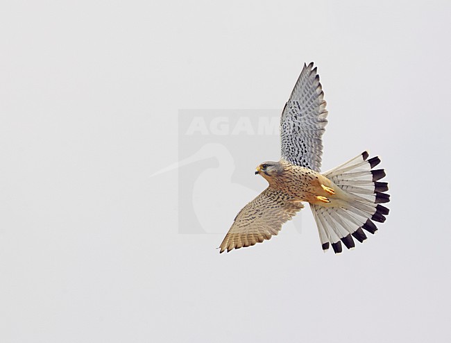 Torenvalk man biddend; Common Kestrel male hovering stock-image by Agami/Markus Varesvuo,