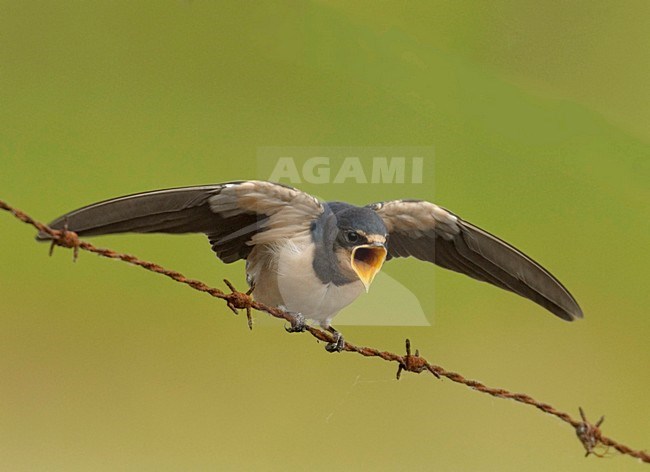 Barn Swallow juvenile begging for food; Boerenzwaluw juveniel om eten vragend stock-image by Agami/Hans Gebuis,