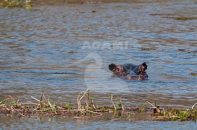 A hippopotamus, hippopotamus amphibius, almost completely submerged in water. Okavango Delta, Botswana. stock-image by Agami/Sergio Pitamitz,