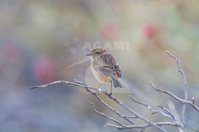 Roodborsttapuit, Stonechat, Saxicola rubicola seen from back perched on branches stock-image by Agami/Menno van Duijn,