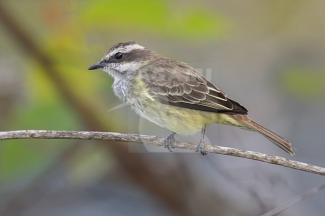Piratic Flycatcher (Legatus leucophaius leucophaius) at Cocorná, Antioquia, Colombia. stock-image by Agami/Tom Friedel,