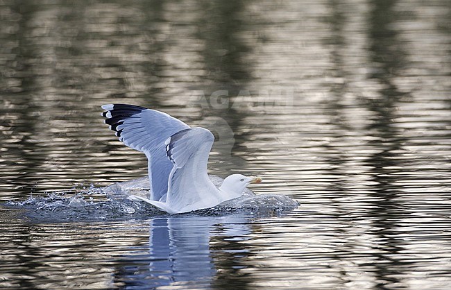 Adult European Herring Gull (Larus argentatus argentatus), adult landing on the water at Albertslund, Denmark. Showing typical wing pattern. stock-image by Agami/Helge Sorensen,