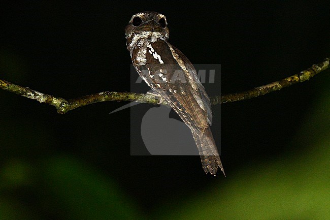 Marbled Frogmouth (Podargus ocellatus ocellatus) perched on a branch during the night at Nimbokrang, West Papua, Indonesia. Looking around. stock-image by Agami/Laurens Steijn,