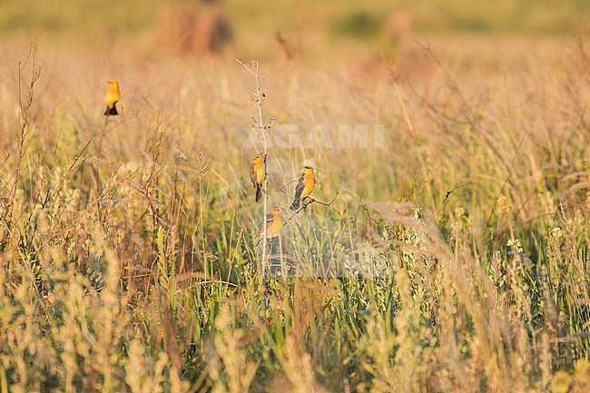 Saffron-cowled Blackbird (Xanthopsar flavus). It is threatened by habitat loss. stock-image by Agami/Pete Morris,