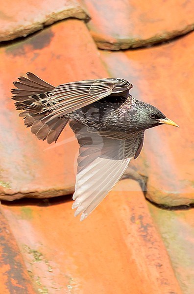 Common Starling, Sturnus vulgaris, during late spring in the Netherlands. stock-image by Agami/Marc Guyt,