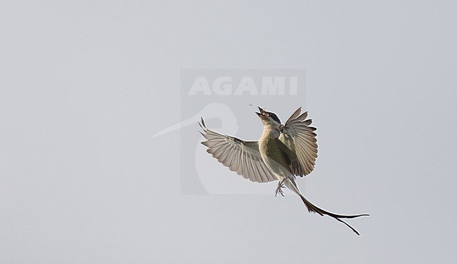 Fork-tailed Flycatcher (Tyrannus savana) in flight and catching flies stock-image by Agami/Ian Davies,