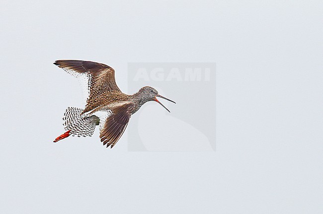 Redshank (Tringa totanus) UtÃ¶ Finland June 2012 stock-image by Agami/Markus Varesvuo,