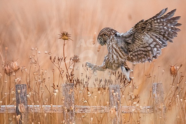 Little Owl (Athene noctua) in Italy. In flight. stock-image by Agami/Daniele Occhiato,