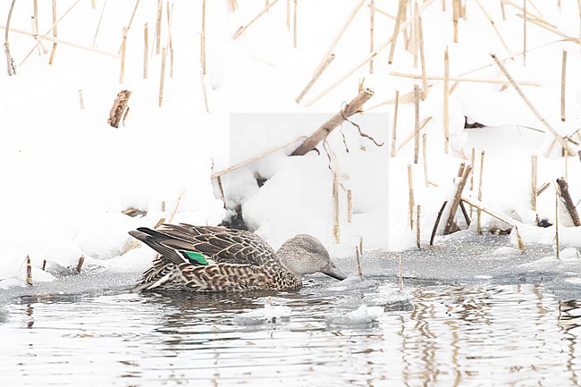  stock-image by Agami/Arnold Meijer,