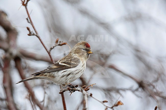 IJslandse barmsijs; Icelandic redpoll stock-image by Agami/Chris van Rijswijk,