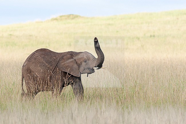 African elephant (Loxodonta africana) young walking in grass stock-image by Agami/Caroline Piek,