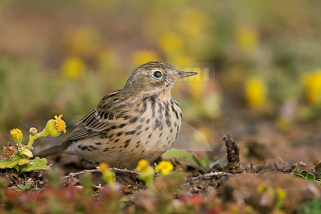 Meadow Pipit - Wiesenpieper - Anthus pratensis ssp. pratensis, Morocco stock-image by Agami/Ralph Martin,
