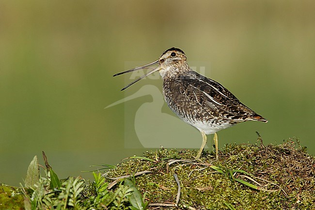 Adult Wilson's Snipe (Gallinago delicata)
Lac Le Jeune, British Colombia stock-image by Agami/Brian E Small,
