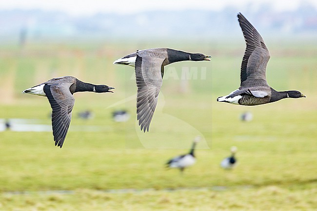  stock-image by Agami/Menno van Duijn,