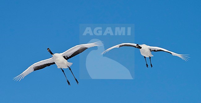 Chinese Kraanvogel vliegend, Red-crowned Crane flying stock-image by Agami/Markus Varesvuo,