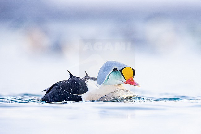  stock-image by Agami/Menno van Duijn,