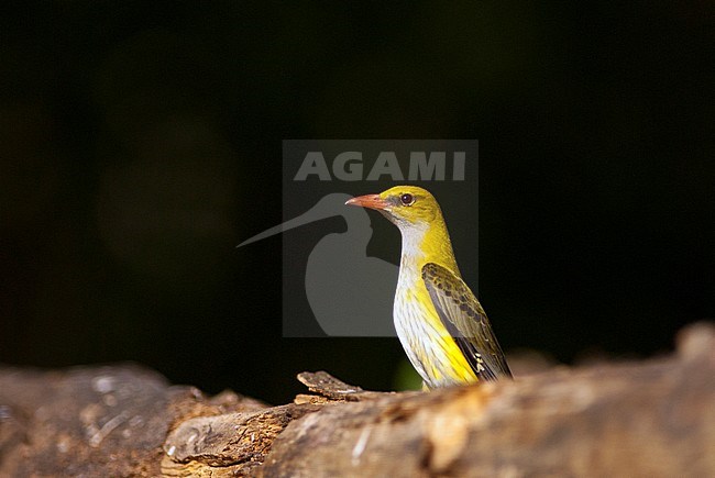 Vrouwtje Wielewaal, Golden Oriole female stock-image by Agami/Bence Mate,
