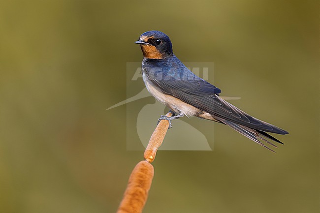 Barn Swallow (Hirundo rustica) in Italy. stock-image by Agami/Daniele Occhiato,