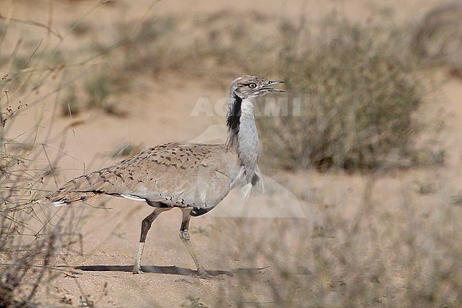 Macqueen's Bustard (Chlamydotis macqueenii) walking through desert near Dubai, UAE. stock-image by Agami/Helge Sorensen,