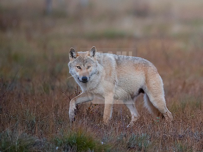 Side view of an adult Grey Wolf walking on marshland. Kuhmo Finland stock-image by Agami/Markku Rantala,