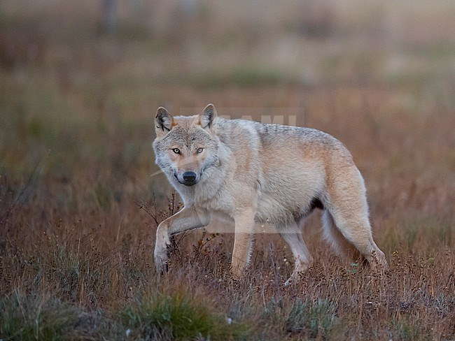 Side view of an adult Grey Wolf walking on marshland. Kuhmo Finland stock-image by Agami/Markku Rantala,
