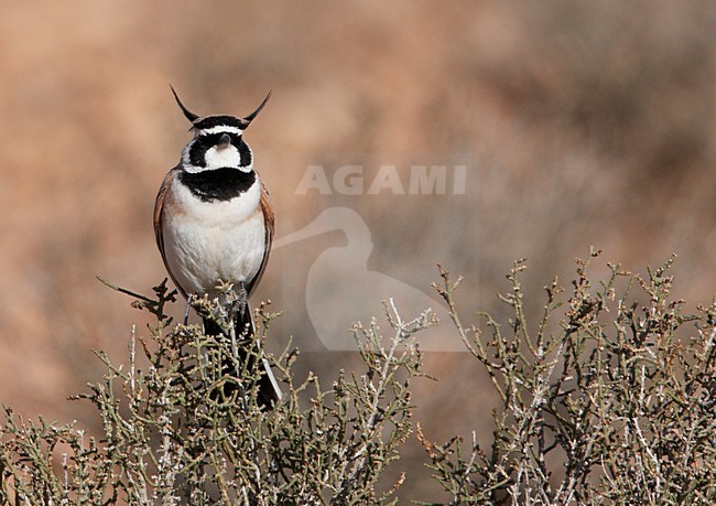 Temminck's Strandleeuwerik zittend, Temminck's Lark perched stock-image by Agami/Markus Varesvuo,