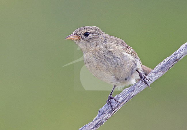 Grey Warbler-Finch (Certhidea fusca cinerascens) on Española island in the Galapagos Islands, part of the Republic of Ecuador. stock-image by Agami/Pete Morris,