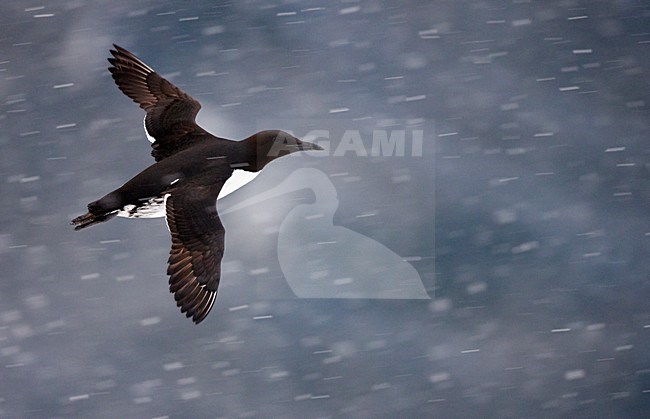 Zeekoet in vlucht, Common Murre in flight stock-image by Agami/Markus Varesvuo,