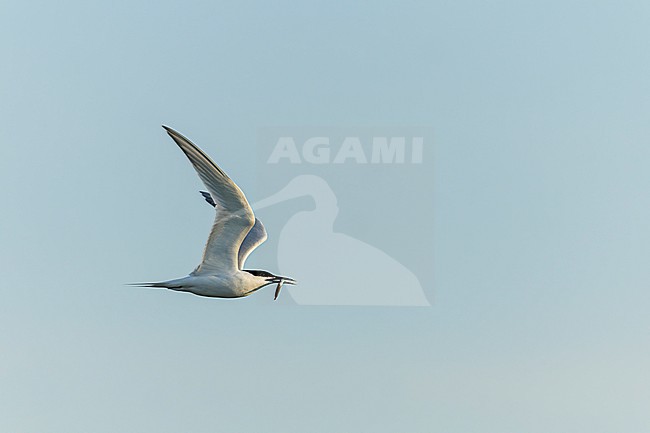 Adult Sandwich tern (Thalasseus sandvicensis) in breeding plumage in flight, at Wagejot, Texel in the Netherlands. stock-image by Agami/Marc Guyt,