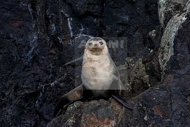 Subantarctische zeebeer op rotsen, Subantarctic Fur seal on rocks stock-image by Agami/Menno van Duijn,