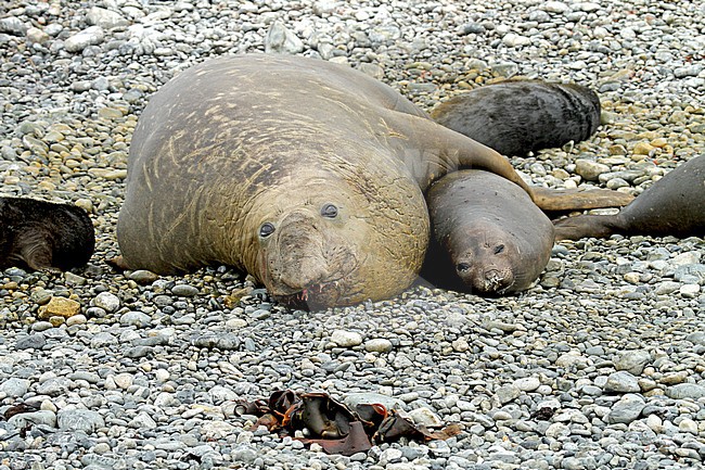 Southern elephant seal (Mirounga leonina) male stock-image by Agami/Pete Morris,
