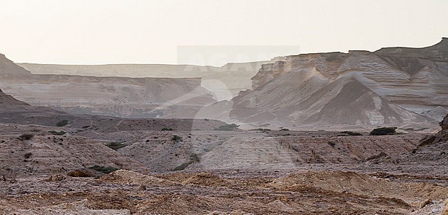 Landscape Wadi at Ash Shuwaymiyyah, Oman stock-image by Agami/Ralph Martin,