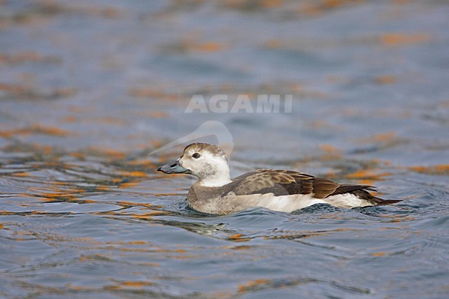IJseend vrouwtje in water; Long-tailed Duck female in water stock-image by Agami/Markus Varesvuo,