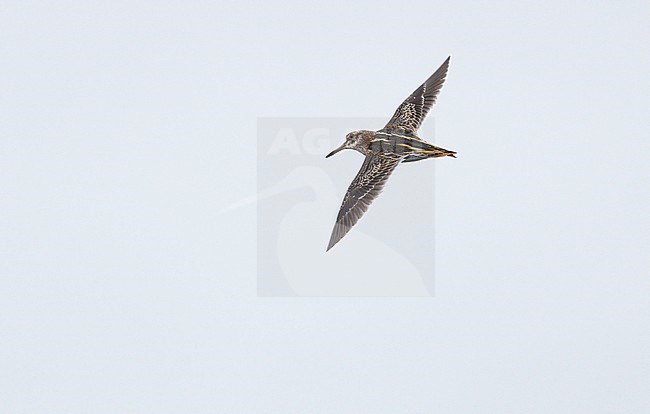 Flying, migrating Jack Snipe (Lymnocryptes minimus) showing upperside stock-image by Agami/Ran Schols,