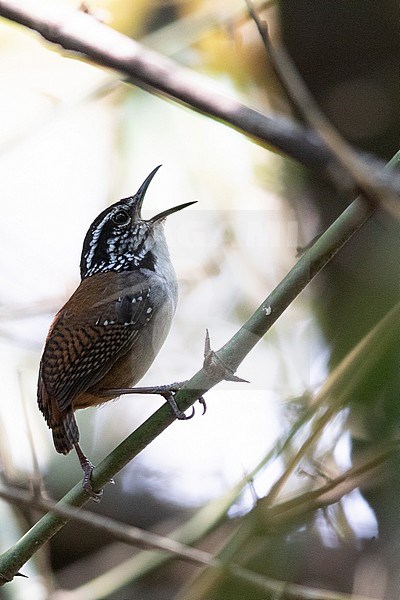 White-breasted Wood Wren (Henicorhina leucosticta) perched on a branch in understory of a montane forest in Guatemala. stock-image by Agami/Dubi Shapiro,