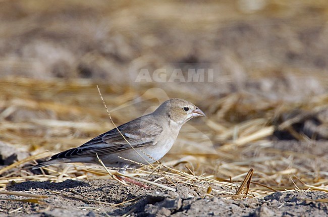 foeragerende Bleke Rotsmus; Foraging Pale Rock Sparrow stock-image by Agami/Markus Varesvuo,