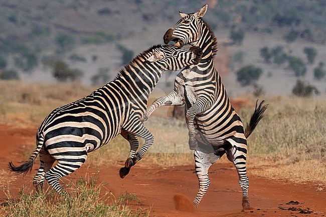 Two common zebras, Equus quagga, fighting. Voi, Tsavo Conservation Area, Kenya. stock-image by Agami/Sergio Pitamitz,