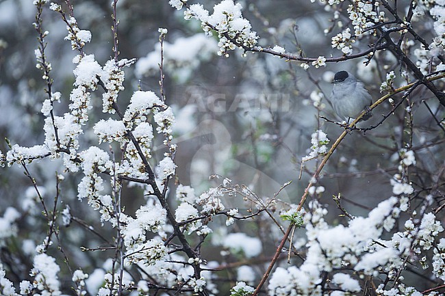 Blackcap (Sylvia atricapilla ssp. atricapilla), Germany (Baden-Württemberg), adult male stock-image by Agami/Ralph Martin,