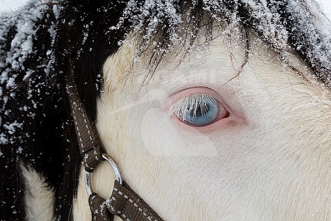 Close up of a snow-dusted horse with blue eyes. Gausvik, Troms, Norway. stock-image by Agami/Sergio Pitamitz,