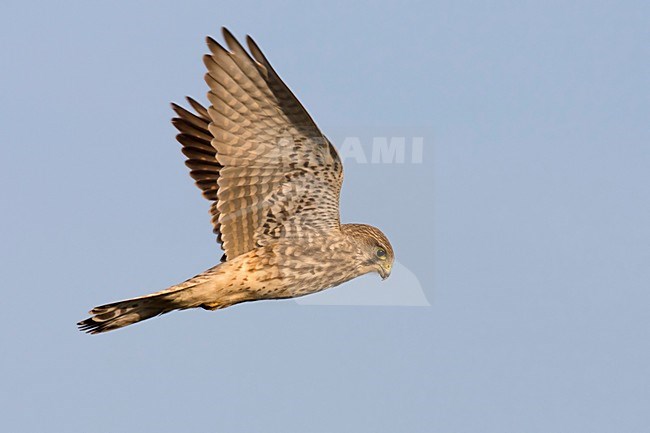 Biddende Torenvalk; flying Common Kestrel; stock-image by Agami/Walter Soestbergen,