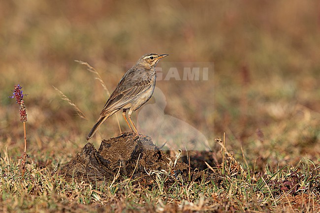 plain-backed pipit or plain pipit (Anthus leucophrys)  perching on dry dung, found near Negele Borana in Ethiopia stock-image by Agami/Mathias Putze,