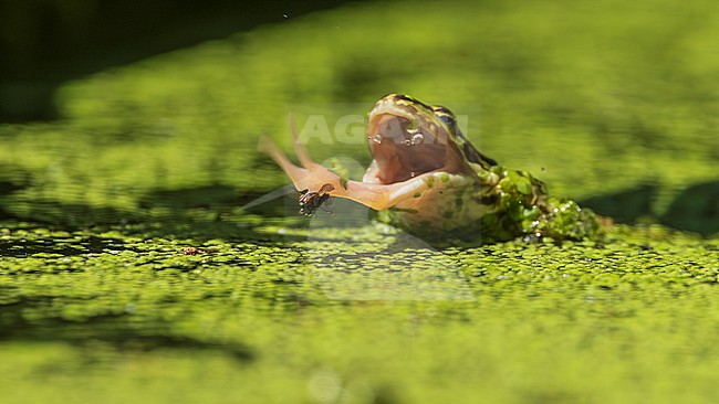 Green frog unknown, (Pelophylax spec.) stock-image by Agami/Lennart Verheuvel,