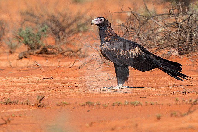 Wedge-tailed Eagle (Aquila audax) Perched on the ground in Australia stock-image by Agami/Dubi Shapiro,