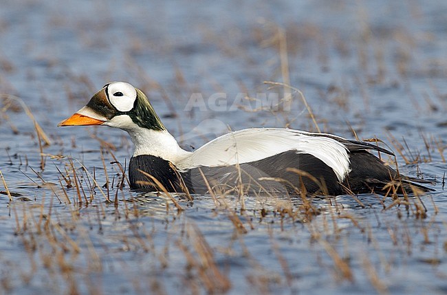 Volwassen mannetje Brileider, Adult male Spectacled Eider stock-image by Agami/Brian E Small,
