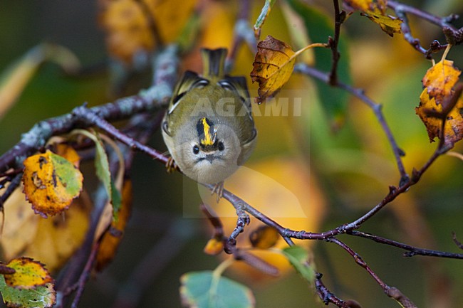 Goudhaan, Goldcrest stock-image by Agami/Menno van Duijn,