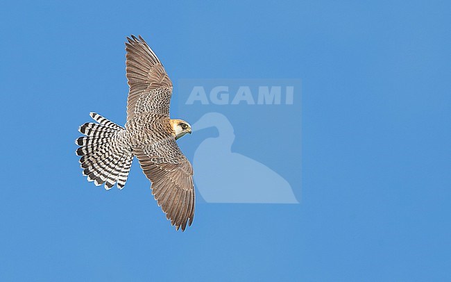 Red-footed falcon (Falco vespertinus) on the hunt for Common cockchafers (Melolontha melolontha). Female Red-footed Falcon, second calenderyear (2cy/2kj). stock-image by Agami/Lennart Verheuvel,