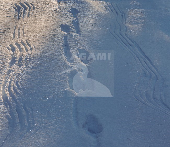 Auerhoen sporen in de sneeuw, Western Capercaillie tracks in the snow stock-image by Agami/Markus Varesvuo,