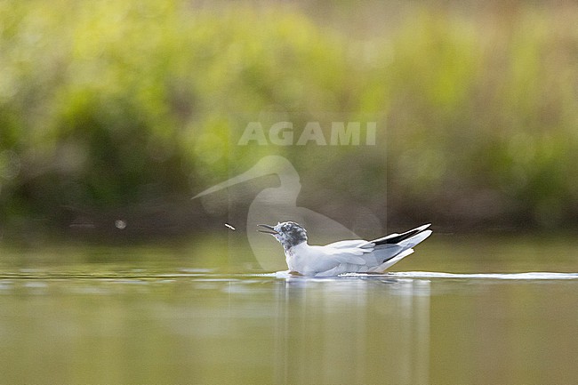  stock-image by Agami/Menno van Duijn,